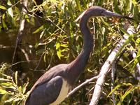 Tricolored Heron