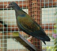 Nicobar Pigeon Caloenas nicobarica