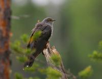 Cuckoo (Cuculus canorus)