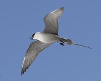 Long-tailed Skua (Stercorarius longicaudus)