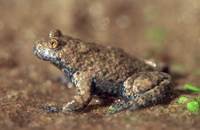 : Bombina variegata variegata; Yellow-bellied Toad