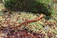 : Eurycea longicauda longicauda; Longtail Salamander