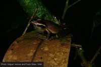 : Gephyromantis granulatus