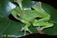 : Litoria infrafrenata; White-lipped Tree Frog