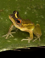 : Pristimantis aureolineatus