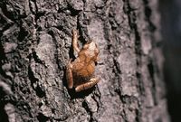 : Pseudacris crucifer; Spring Peeper