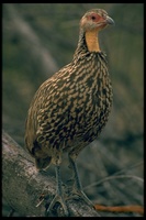 : Francolinus leucoscepus; Yellow-necked Fancolin