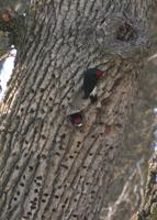 : Melanerpes formicivorus; Acorn Woodpecker