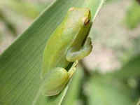 : Sphaenorhynchus lacteus; Greater Hatchet-faced Treefrog