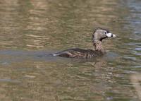 : Podilymbus podiceps; Pied-billed Grebe