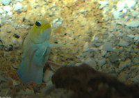 : Opistognathus aurifrons; Yellowhead Jawfish