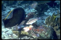 : Pomacanthus paru; French Angelfish