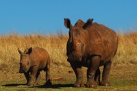 : Ceratotherium simum simum; Southern White Rhinoceros