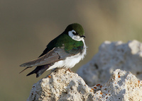 : Tachycineta thalassina; Violet-green Swallow