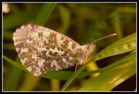 : Anthocharis cardamines