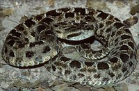 : Bothrops mattogrossensis