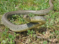 : Dolichophis caspius; Large Whip Snake