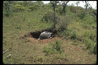 : Testudo elephantopus; Giant Tortoise