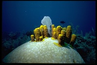 : Aplysina fistularis; Yellow Tube Sponge
