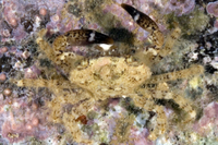 : Chlorodiella
