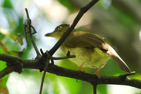 Cream-vented Bulbul ( Pycnonotus simplex )