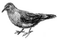 FRIENDLY GROUND-DOVE, TU (Gallicolumba stairii)