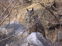 수리부엉이 Bubo bubo kiautschensis | eagle owl