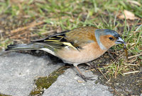 Photo of pěnkava obecná Fringilla coelebs Chaffinch Buchfink