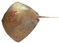 Smooth Stingray - Dasyatis brevicaudata