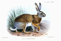 Joseph Smit Plate Lepus sechuenensis