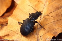 Pterostichus melanarius - Carabid beetle