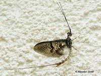 Ephemera danica