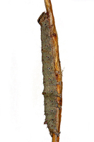 Catocala dilecta