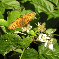 Brenthis ino - Lesser Marbled Fritillary