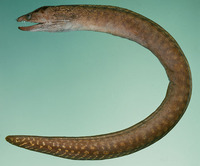 Gymnothorax margaritophorus, Blotch-necked moray: