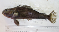 Trematomus hansoni, Striped rockcod: