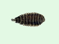 Zebrias zebra, Zebra sole: fisheries