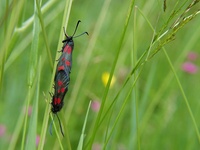 Zygaena viciae - New Forest Burnet