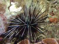 Echinothrix calamaris - Double spined urchin