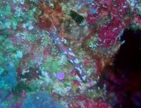 Flabellina exoptata