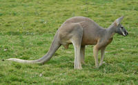 Image of: Macropus rufus (red kangaroo)