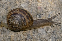 Cornu aspersum - European brown snail