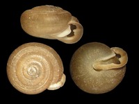 Isognomostoma isognomostomos