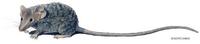 Image of: Planigale ingrami (long-tailed planigale)