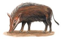 Image of: Potamochoerus larvatus (bushpig)