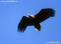 Haliaeetus albicilla - Greenland White-tailed Eagle