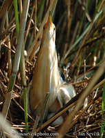 Ixobrychus minutus - Little Bittern