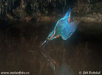 Alcedo atthis - Common Kingfisher