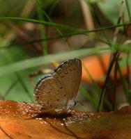 Image of: Celastrina neglecta