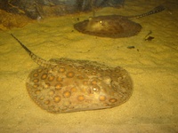 Potamotrygon motoro - fresh water ray